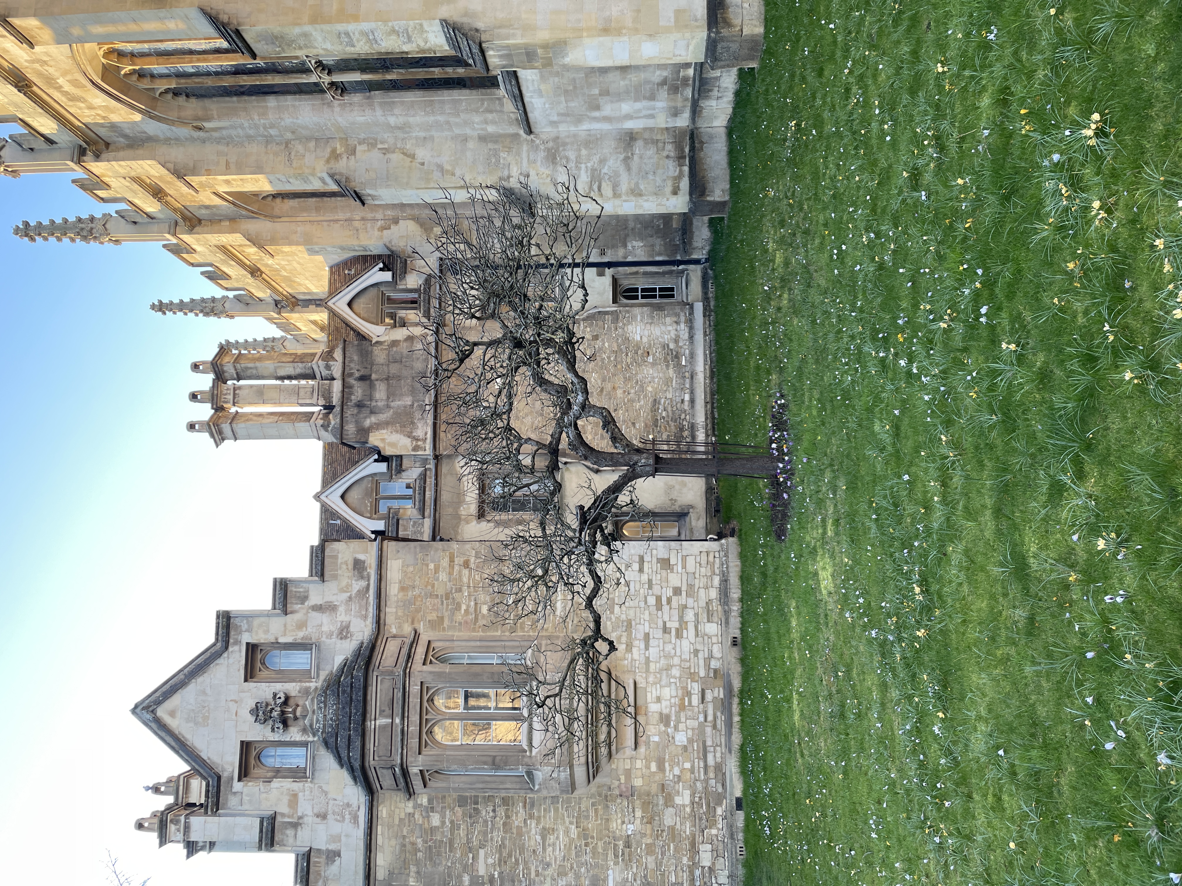 Newton's Apple Tree Newton's Apple Tree